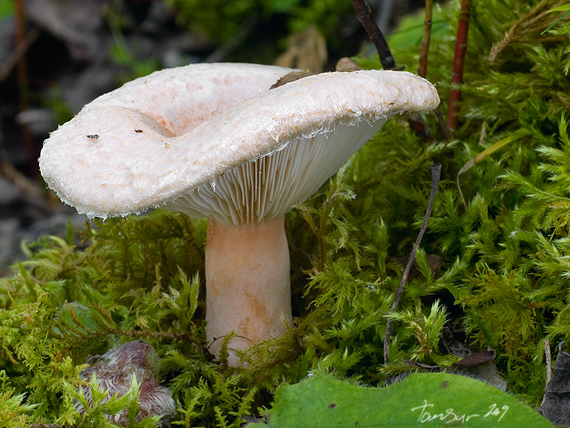 rýdzik chĺpkatý Lactarius pubescens (Fr.) Fr.