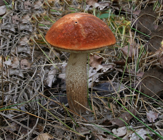 kozák dubový Leccinum aurantiacum (Bull.) Gray