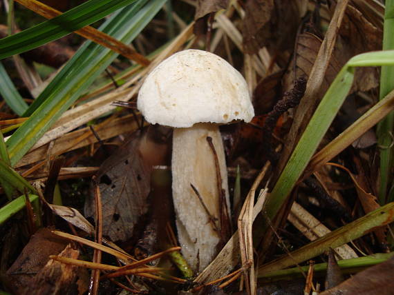 kozák biely Leccinum holopus (Rostk.) Watling