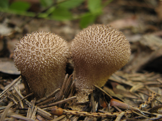 prášnica huňatá Lycoperdon umbrinum Hornem.