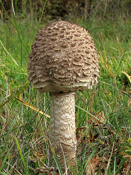 bedľa vysoká Macrolepiota procera (Scop.) Singer