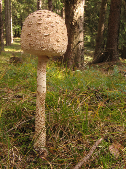 bedľa vysoká Macrolepiota procera (Scop.) Singer