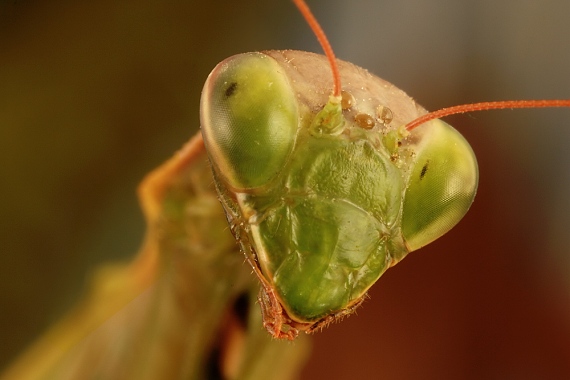 modlivka zelená  Mantis religiosa