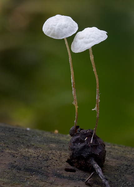 tanečnica Marasmius sp.