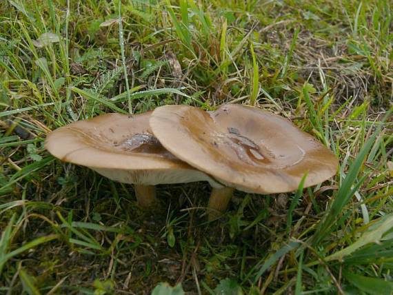 tmavuľka žltohnedá Melanoleuca cognata (Fr.) Konrad & Maubl.