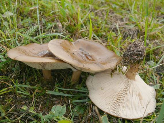 tmavuľka žltohnedá Melanoleuca cognata (Fr.) Konrad & Maubl.