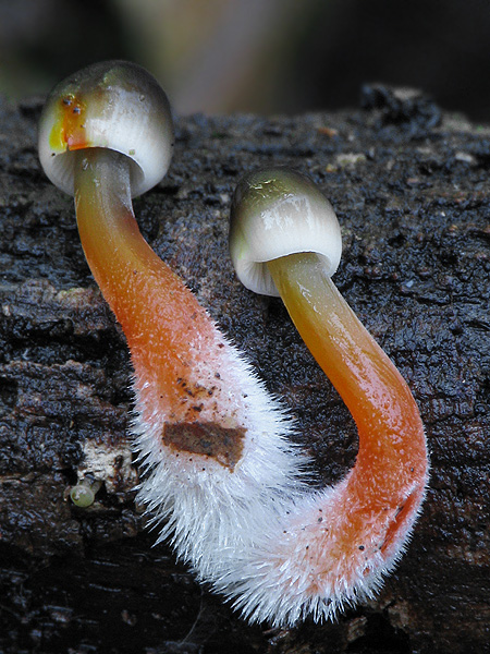 prilbička šafranová Mycena crocata (Schrad.) P. Kumm.