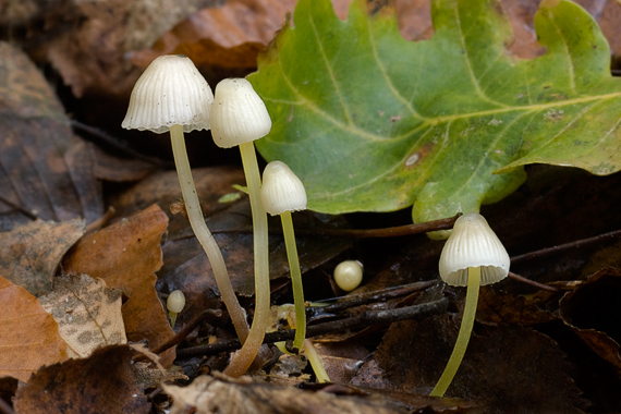 prilbička slizká Mycena epipterygia (Scop.) Gray