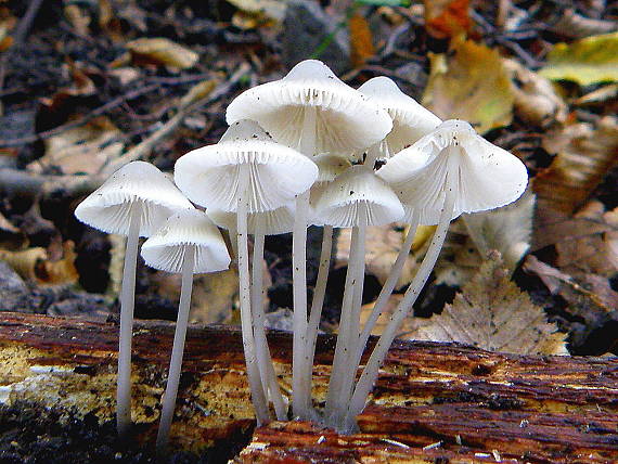 prilbička mliečna Mycena galopus (Pers.) P. Kumm.