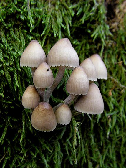 prilbička naklonená Mycena inclinata (Fr.) Quél.