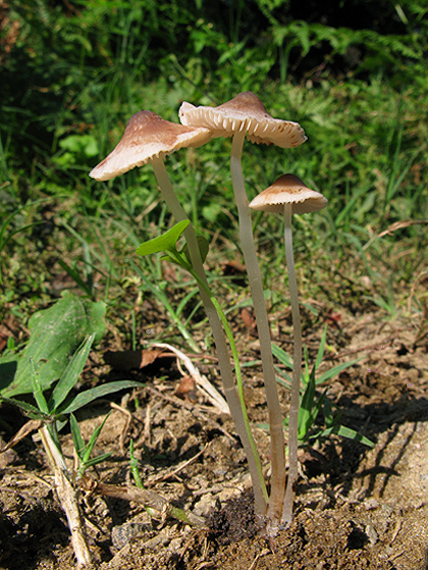 prilbička Mycena leptophylla?