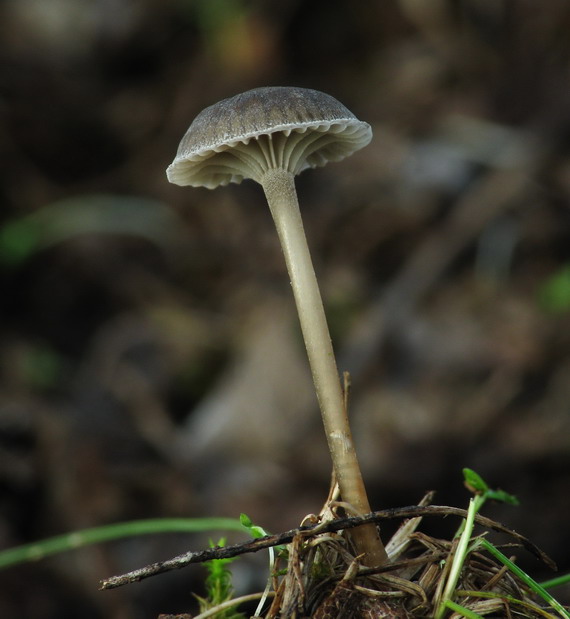 Mycena pseudopicta (J. E. Lange) Kühner