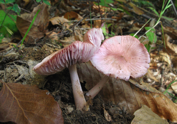 prilbička ružovkastá Mycena rosea Gramberg