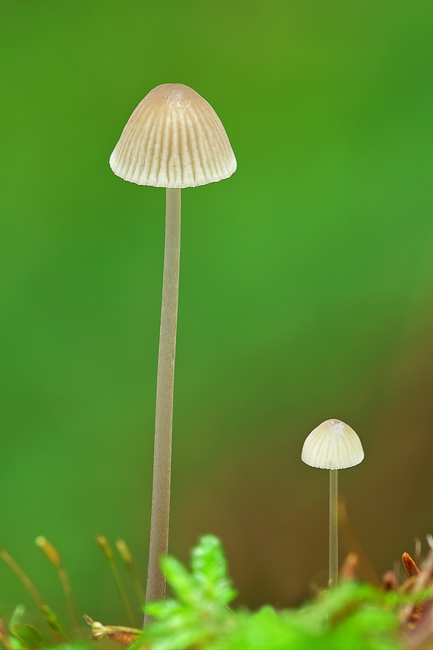 prilbička Mycena sp.