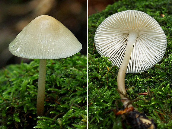 prilbička Mycena sp.