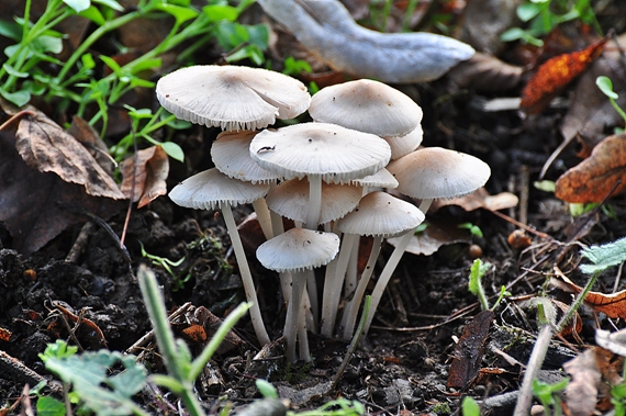 prilbička Mycena sp.