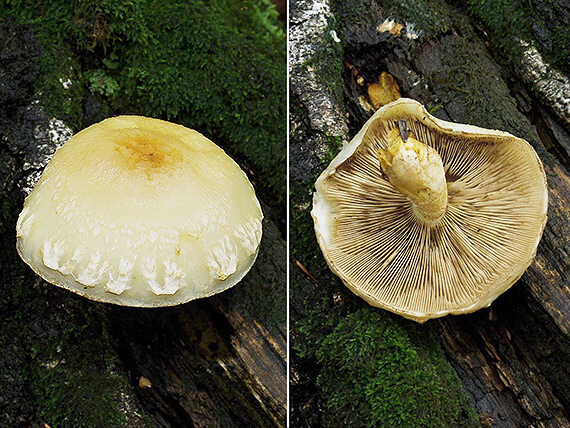 šupinovka šupinatá Pholiota squarrosa (Vahl) P. Kumm.