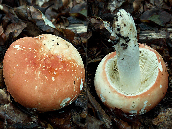 plávka Russula rosea Pers.