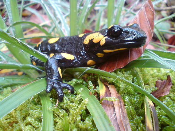 hello! Salamandra salamandra