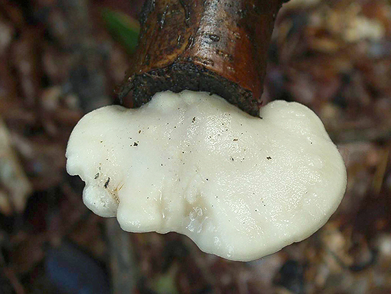 tvarohovec belostný Tyromyces chioneus (Fr.) P. Karst.