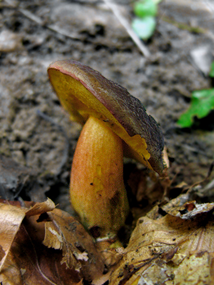 suchohríb zamatový Xerocomellus pruinatus (Fr.) Šutara