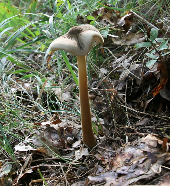 zamatka dubová Xerula pudens (Pers.) Singer