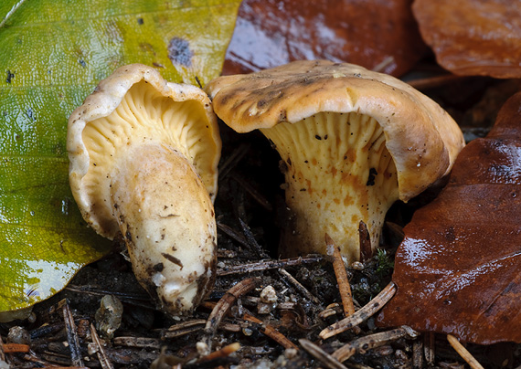 kuriatko jedlé ametystové Cantharellus amethysteus (Quél.) Sacc.