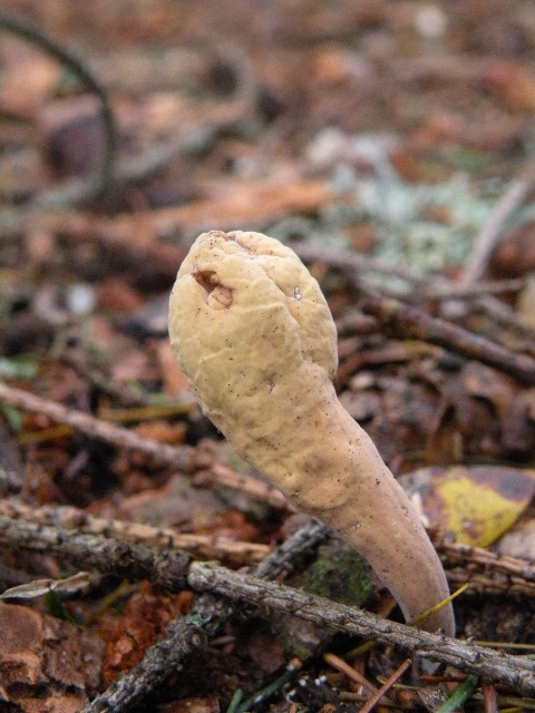 kyjak jazykovitý Clavariadelphus ligula (Schaeff.) Donk