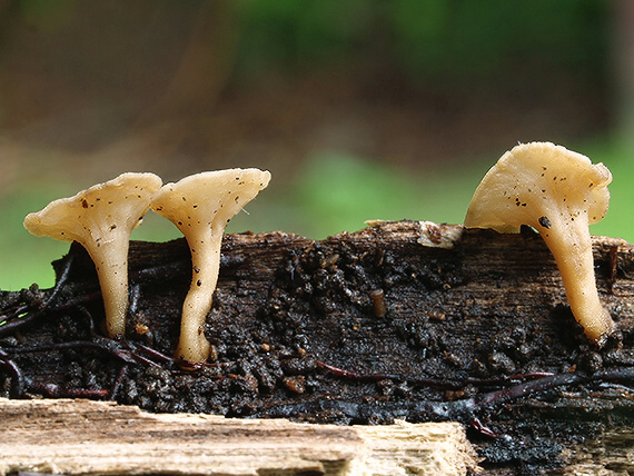 čiašočka Hymenoscyphus sp.