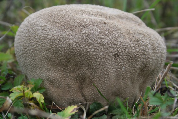 rozpadavec dlabaný Lycoperdon utriforme Bull.