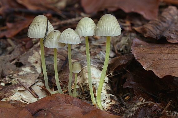 prilbička slizká Mycena epipterygia (Scop.) Gray