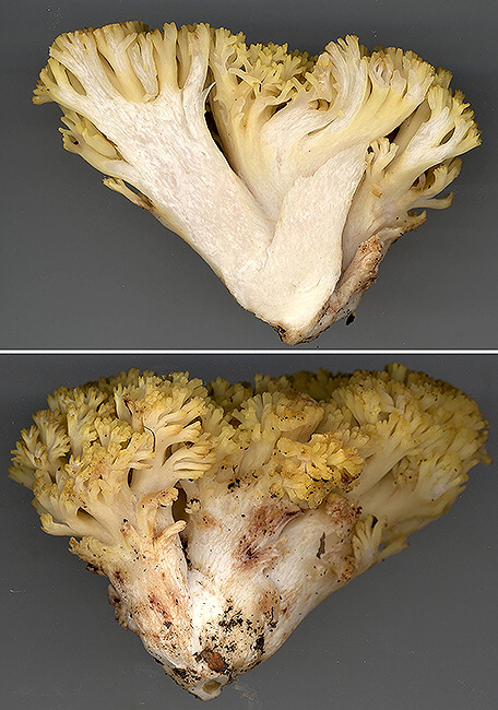 strapačka Mairova Ramaria cf. pallida (Schaeff.) Ricken