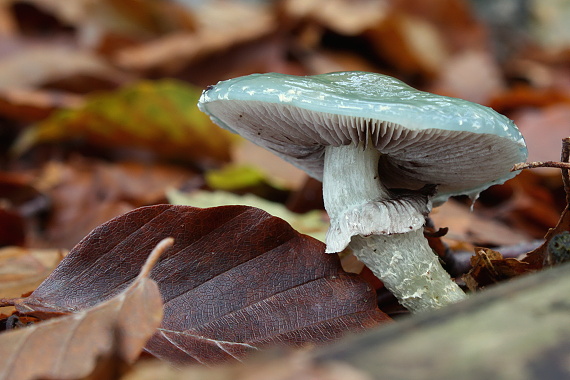 golierovka zelenkastá Stropharia aeruginosa (Curtis) Quél.