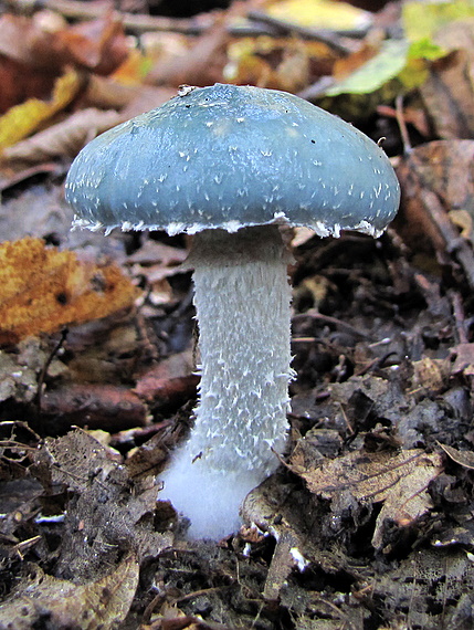 golierovka Stropharia sp.