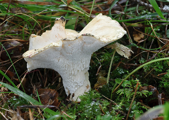 krásnopórovec ovčí Albatrellus ovinus (Schaeff.) Kotl. & Pouzar