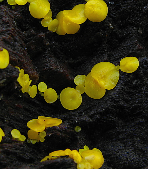 okrasník Bisporella sp.