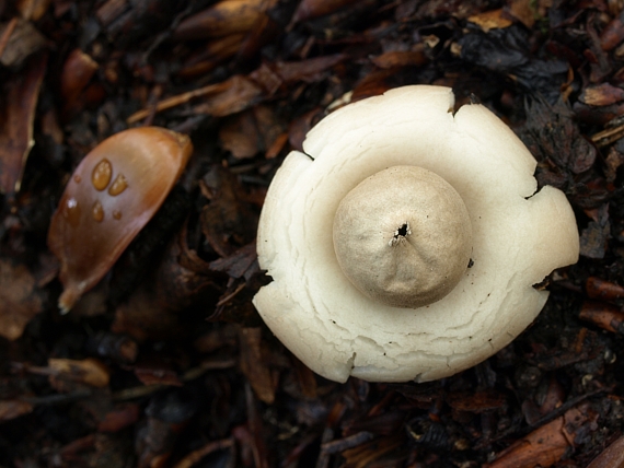 hviezdovka strapkatá Geastrum fimbriatum Fr.