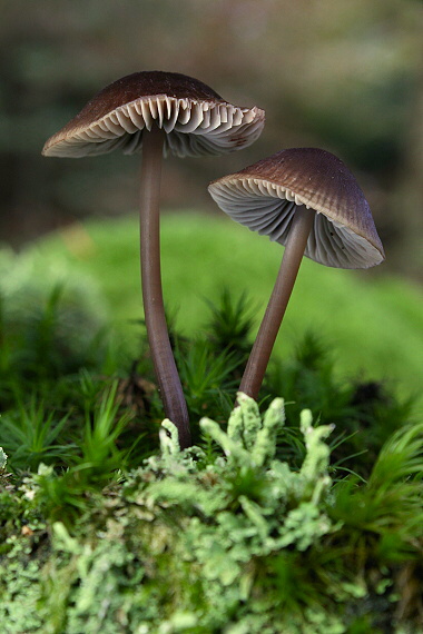 prilbička Mycena sp.