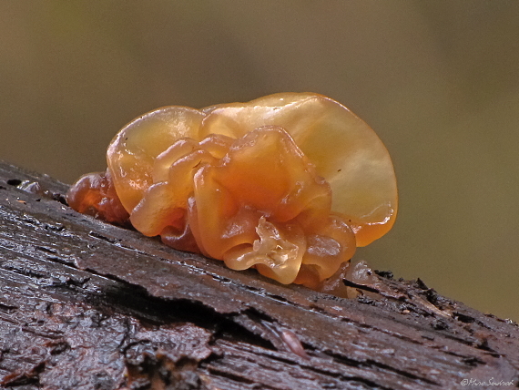 rôsolovka Phaeotremella frondosa (Fr.) Spirin & V. Malysheva