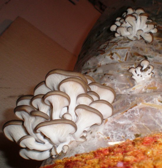 hliva ustricovitá Pleurotus ostreatus (Jacq.) P. Kumm.