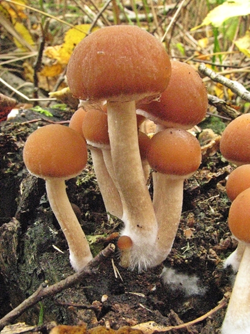 drobuľka vodomilná Psathyrella piluliformis (Bull.) P.D. Orton