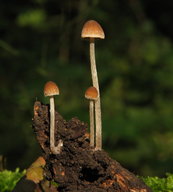 drobuľka Psathyrella sp.