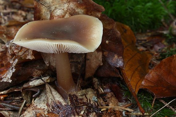 peniazovka maslová Rhodocollybia butyracea (Bull.) Lennox