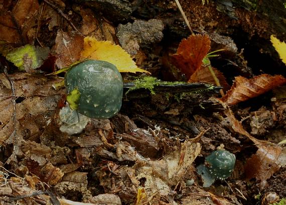 golierovka zelenkastá Stropharia aeruginosa (Curtis) Quél.