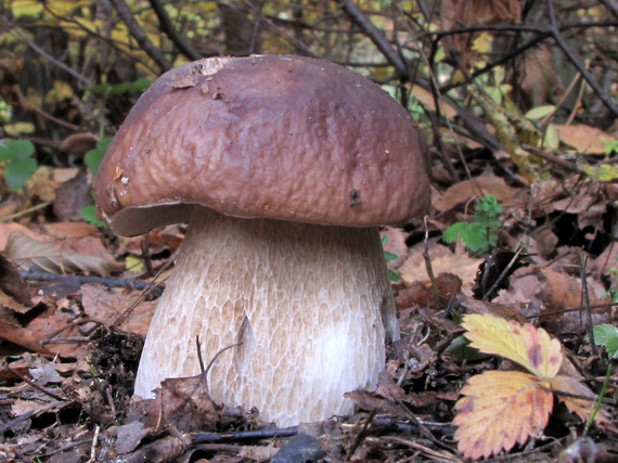 hríb smrekový Boletus edulis Bull.