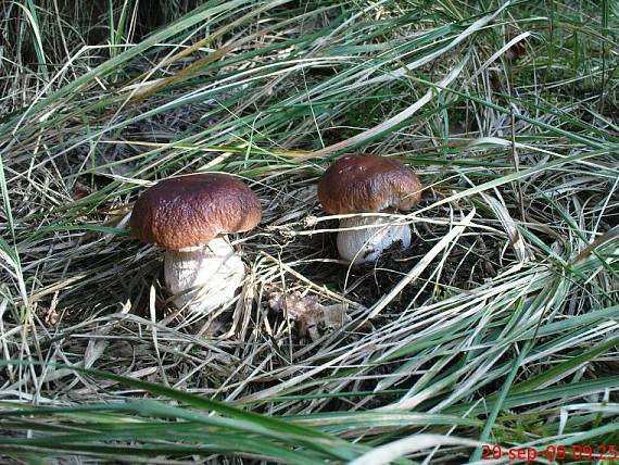 hríb smrekový Boletus edulis Bull.