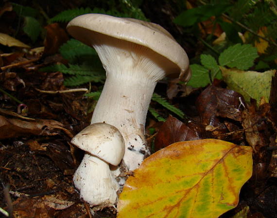 strmuľka inovaťová Clitocybe nebularis (Batsch) P. Kumm.