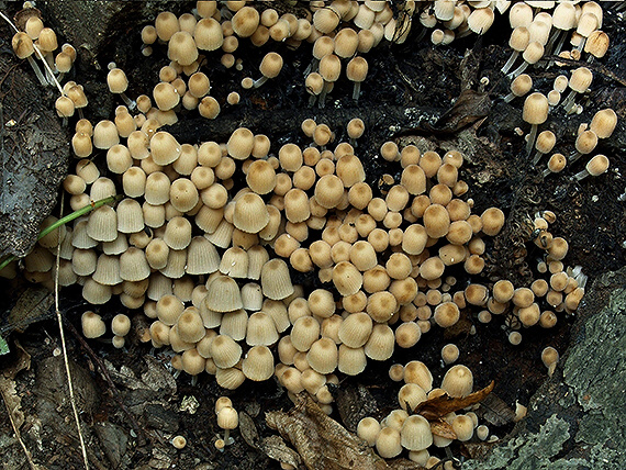 hnojník rozsiaty Coprinellus disseminatus (Pers.) J.E. Lange