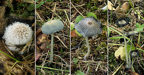 hnojník chlpatý Coprinopsis lagopus (Fr.) Redhead, Vilgalys & Moncalvo