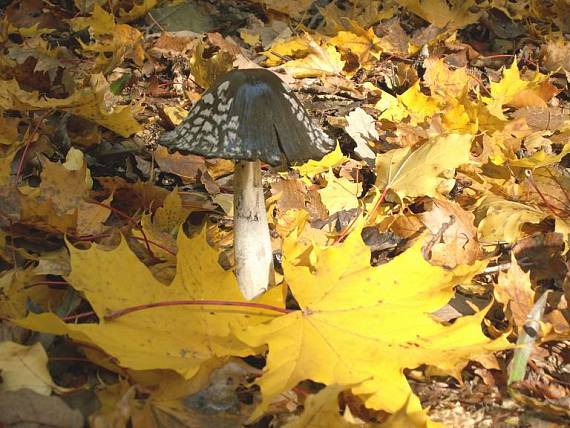 hnojník strakatý Coprinopsis picacea (Bull.) Redhead, Vilgalys & Moncalvo